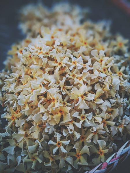 Texture of star jasmine cultivars