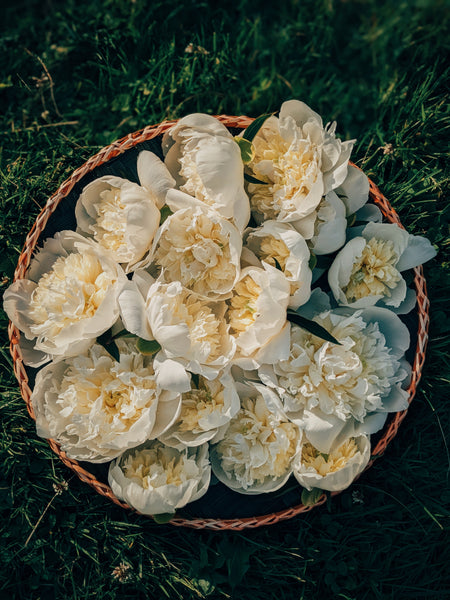 Paeonia lactiflora: "physician with milk white flowers"