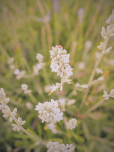 Lavender Soliflore. natural perfume. single note lavender perfume with in house lavender extracts. January 2025