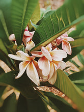 Load image into Gallery viewer, Plumeria Soliflore. natural perfume. Single note frangipani scent. In house extractions of Plumeria alba, obtusa, pudica, and rubra. September 2024