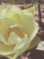 Beach Lotus. natural perfume. briny floral musk. lotus, sandalwood, neroli, seaweed, olive. May 2025