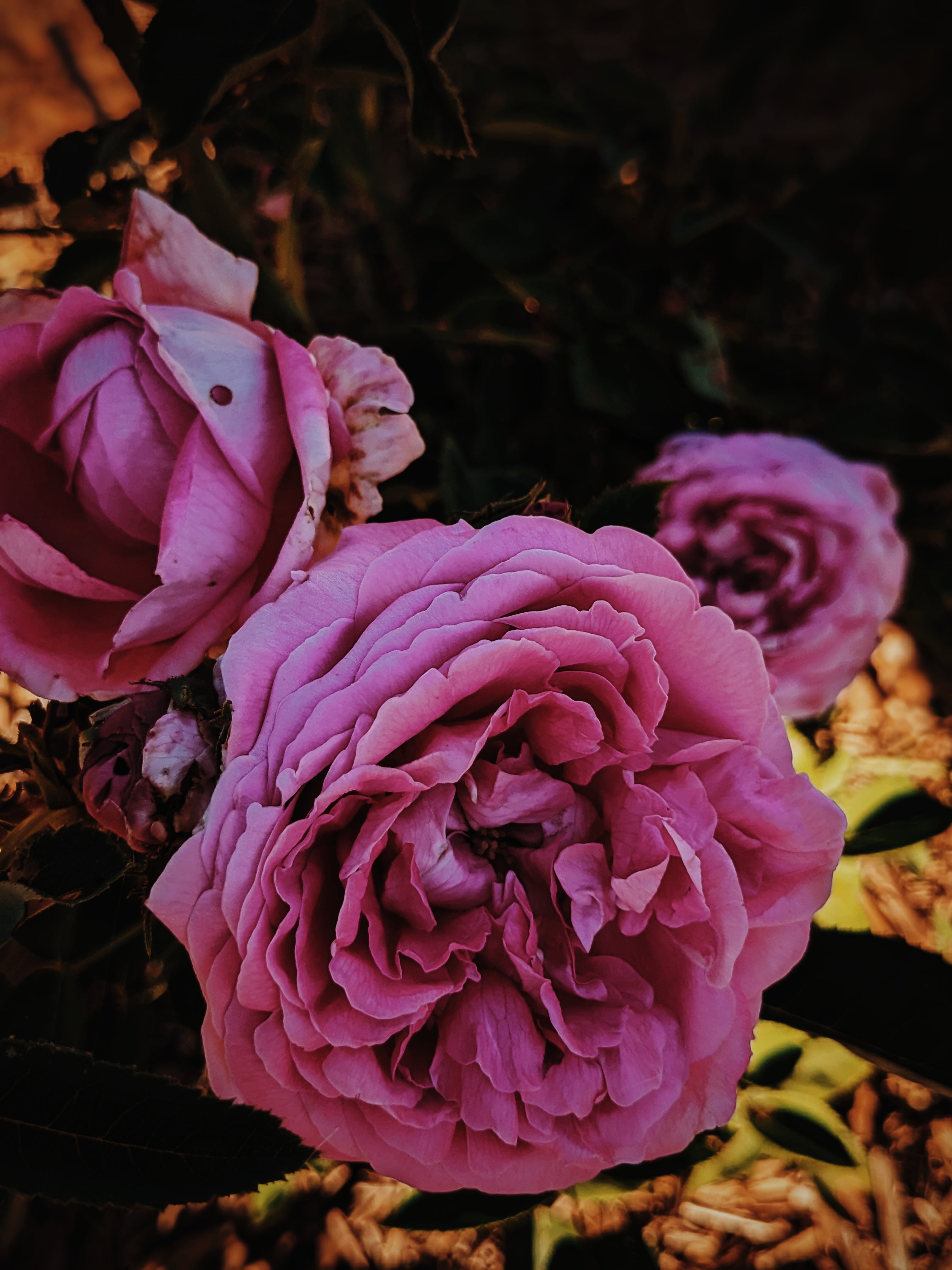 Rose Prehistoric. natural perfume. ancient rose aura with fossil