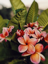 Load image into Gallery viewer, Plumeria Soliflore. natural perfume. Single note frangipani scent. In house extractions of Plumeria alba, obtusa, pudica, and rubra. September 2024