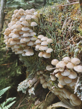 Load image into Gallery viewer, Osceola Muscat Woodland. F/W 2026 natural perfume. aromatic Muscat grape · translucent grape skin · violet · cool orris root · aged mushroom · moss · fallen leaves · humid forest floor · animal warmth