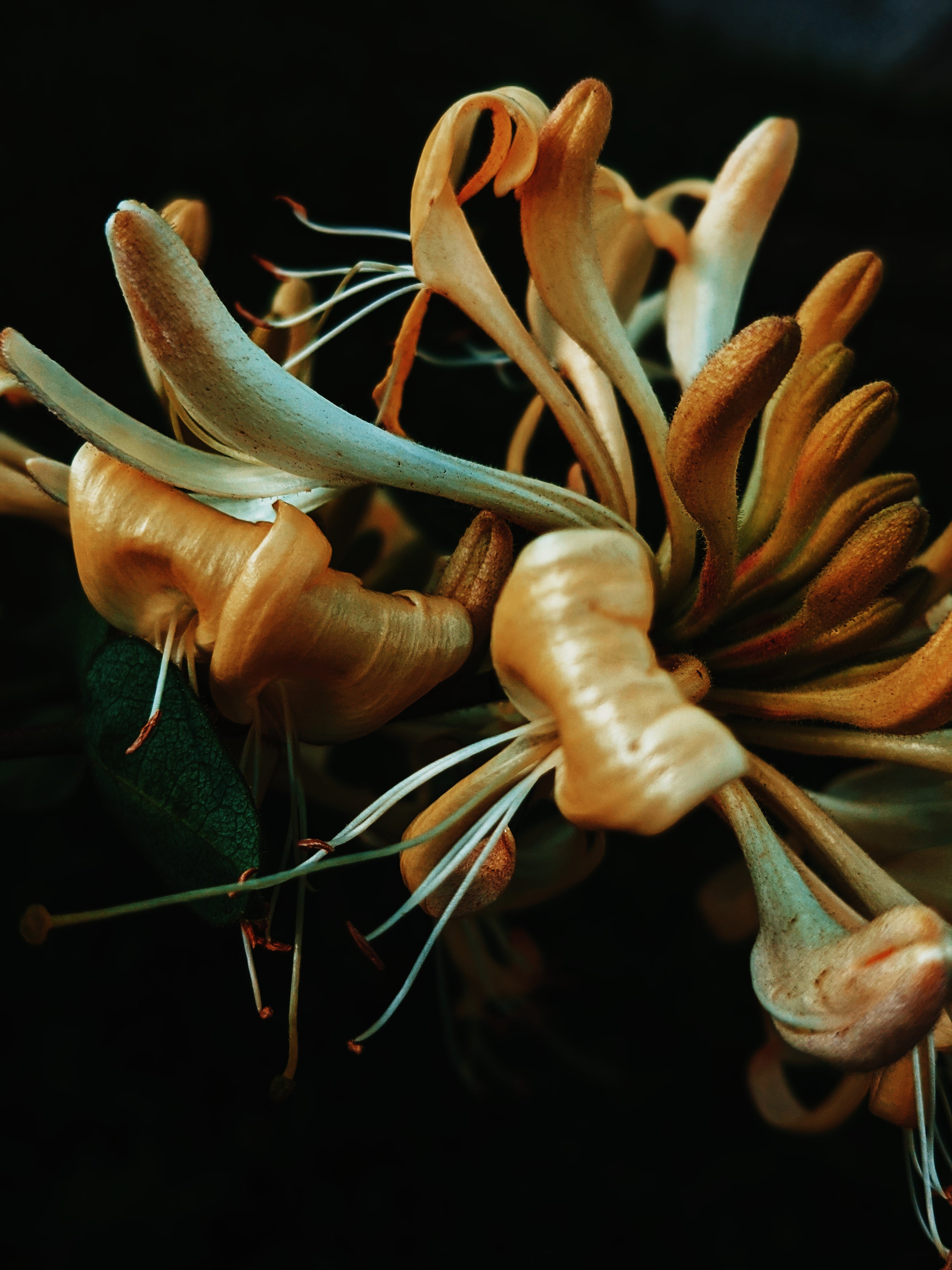 Honeysuckle Soliflore. natural perfume. single note Lonicera
