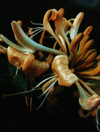 Honeysuckle Soliflore. natural perfume. single note Lonicera japonica perfume. July 2025