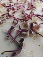 Load image into Gallery viewer, Honeysuckle Soliflore. natural perfume. single note Lonicera japonica perfume. July 2025