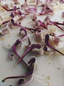 Honeysuckle Soliflore. natural perfume. single note Lonicera japonica perfume. July 2025