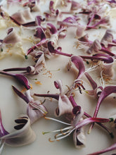 Load image into Gallery viewer, Honeysuckle Soliflore. natural perfume. single note Lonicera japonica perfume. July 2025