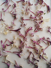 Load image into Gallery viewer, Honeysuckle Soliflore. natural perfume. single note Lonicera japonica perfume. July 2025