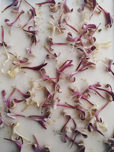 Honeysuckle Soliflore. natural perfume. single note Lonicera japonica perfume. July 2025