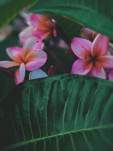 Plumeria Soliflore. natural perfume. Single note frangipani scent. In house extractions of Plumeria alba, obtusa, pudica, and rubra. September 2024