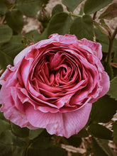 Load image into Gallery viewer, Rosichor. Vedic rose + petrichor natural perfume. April 2024