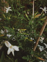 Load image into Gallery viewer, Jasmine Grandiflorum Soliflore. Concentrated Jasminum grandiflorum natural perfume with in house aromatic extracts. Apricot. Peach skin. Wild honey. Green leaves. Hay. Tea. Tobacco leaf. Soft leather. White petals. June 2026