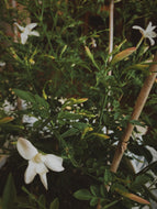Jasmine Grandiflorum Soliflore. Concentrated Jasminum grandiflorum natural perfume with in house aromatic extracts. Apricot. Peach skin. Wild honey. Green leaves. Hay. Tea. Tobacco leaf. Soft leather. White petals. June 2026