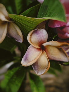 Plumeria Soliflore. natural perfume. Single note frangipani scent. In house extractions of Plumeria alba, obtusa, pudica, and rubra. September 2024