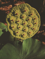 Flower Eater. natural perfume. prickly pear honey, henna, orange blossom, white lotus. June 2025