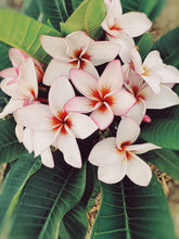 Load image into Gallery viewer, Plumeria Soliflore. natural perfume. Single note frangipani scent. In house extractions of Plumeria alba, obtusa, pudica, and rubra. September 2024