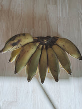 Load image into Gallery viewer, Banan Gris natural perfume. Banana, ambergris, salt, and air. In house extractions of beachcast ambergris. May 2026