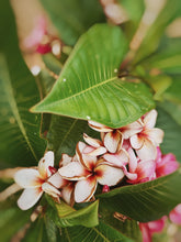 Load image into Gallery viewer, Plumeria Soliflore. natural perfume. Single note frangipani scent. In house extractions of Plumeria alba, obtusa, pudica, and rubra. September 2024