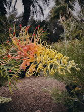 Load image into Gallery viewer, Coal Oil Point. natural perfume. sea, star jasmine flowers, orange and lemon blossoms, tar, lavender, and coastal sage scrub of Santa Barbara. March 2024
