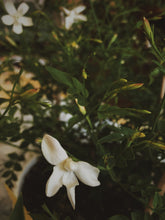 Load image into Gallery viewer, Jasmine Grandiflorum Soliflore. Concentrated Jasminum grandiflorum natural perfume with in house aromatic extracts. Apricot. Peach skin. Wild honey. Green leaves. Hay. Tea. Tobacco leaf. Soft leather. White petals. June 2026