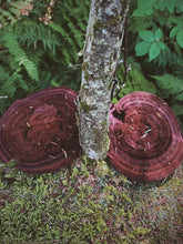 Load image into Gallery viewer, Osceola Muscat Woodland. F/W 2026 natural perfume. aromatic Muscat grape · translucent grape skin · violet · cool orris root · aged mushroom · moss · fallen leaves · humid forest floor · animal warmth