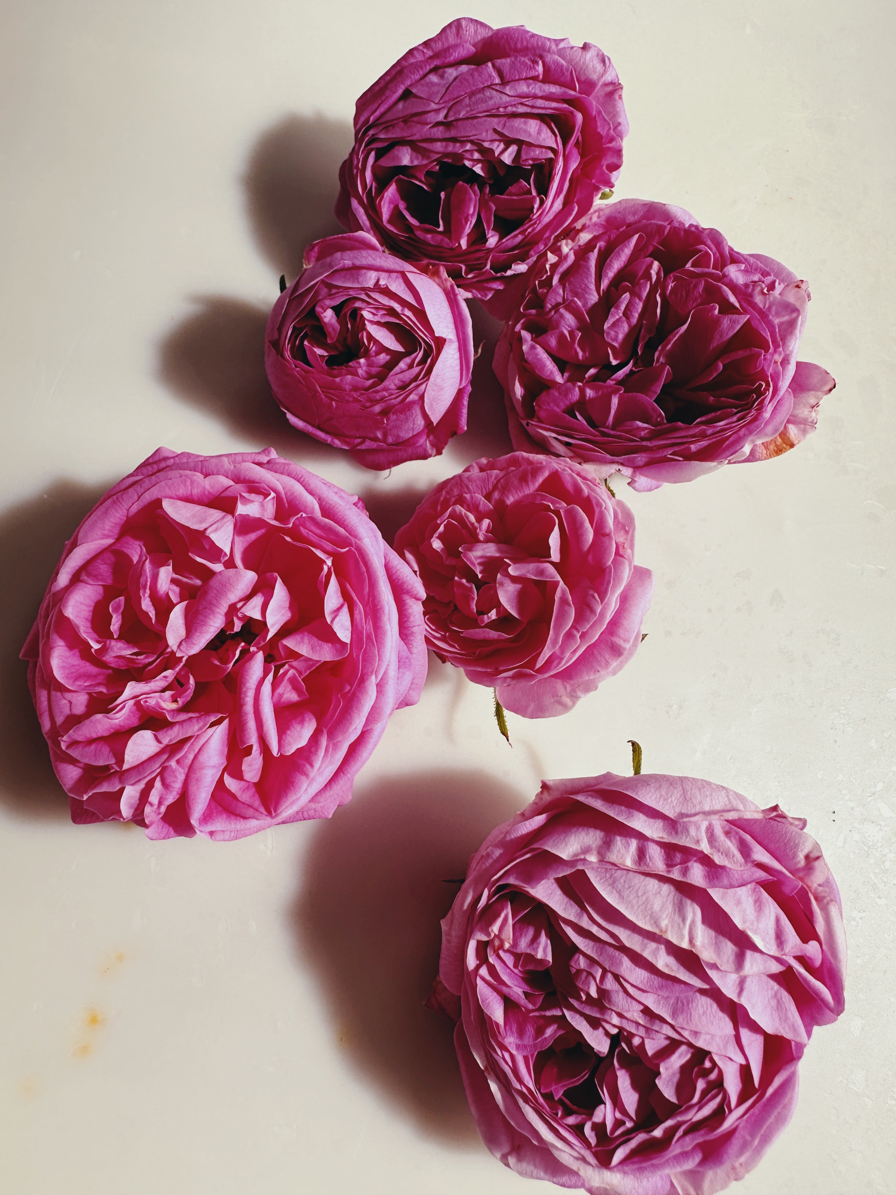Rosichor. Vedic rose + petrichor natural perfume. April 2024