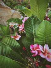 Load image into Gallery viewer, Plumeria Soliflore. natural perfume. Single note frangipani scent. In house extractions of Plumeria alba, obtusa, pudica, and rubra. September 2024