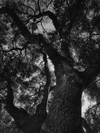 Night Forest. natural perfume. essence of a black woods. October 2024