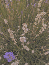 Load image into Gallery viewer, Lavender Soliflore. natural perfume. single note lavender perfume with in house lavender extracts. January 2025