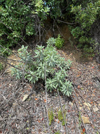 Pre-order White Sage Seeds, Wild. Open pollinated Salvia apiana