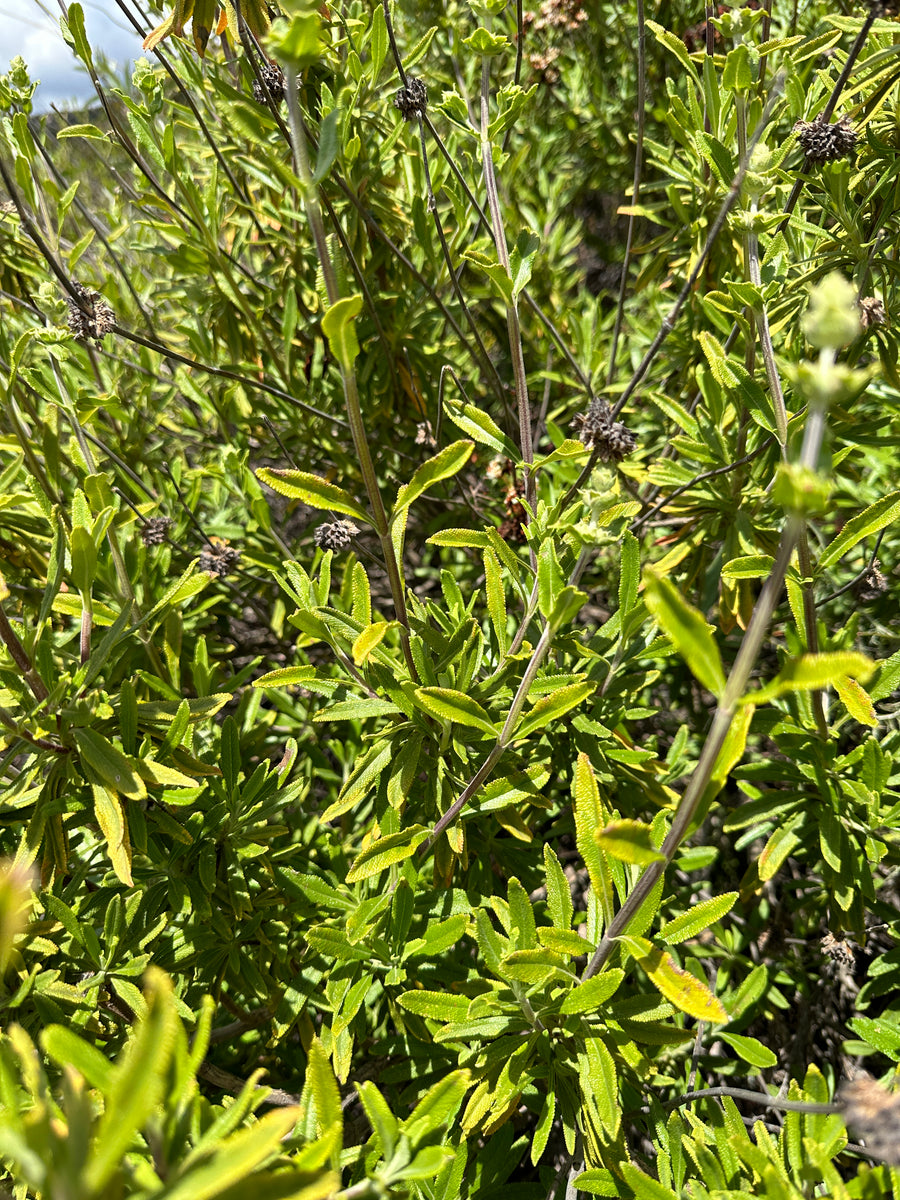 Black Sage Seeds, Wild. Open pollinated Salvia mellifera – Wild Veil