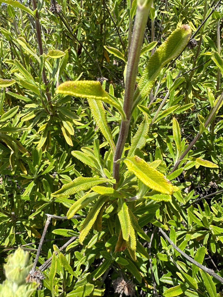 Black Sage Seeds, Wild. Open pollinated Salvia mellifera – Wild Veil