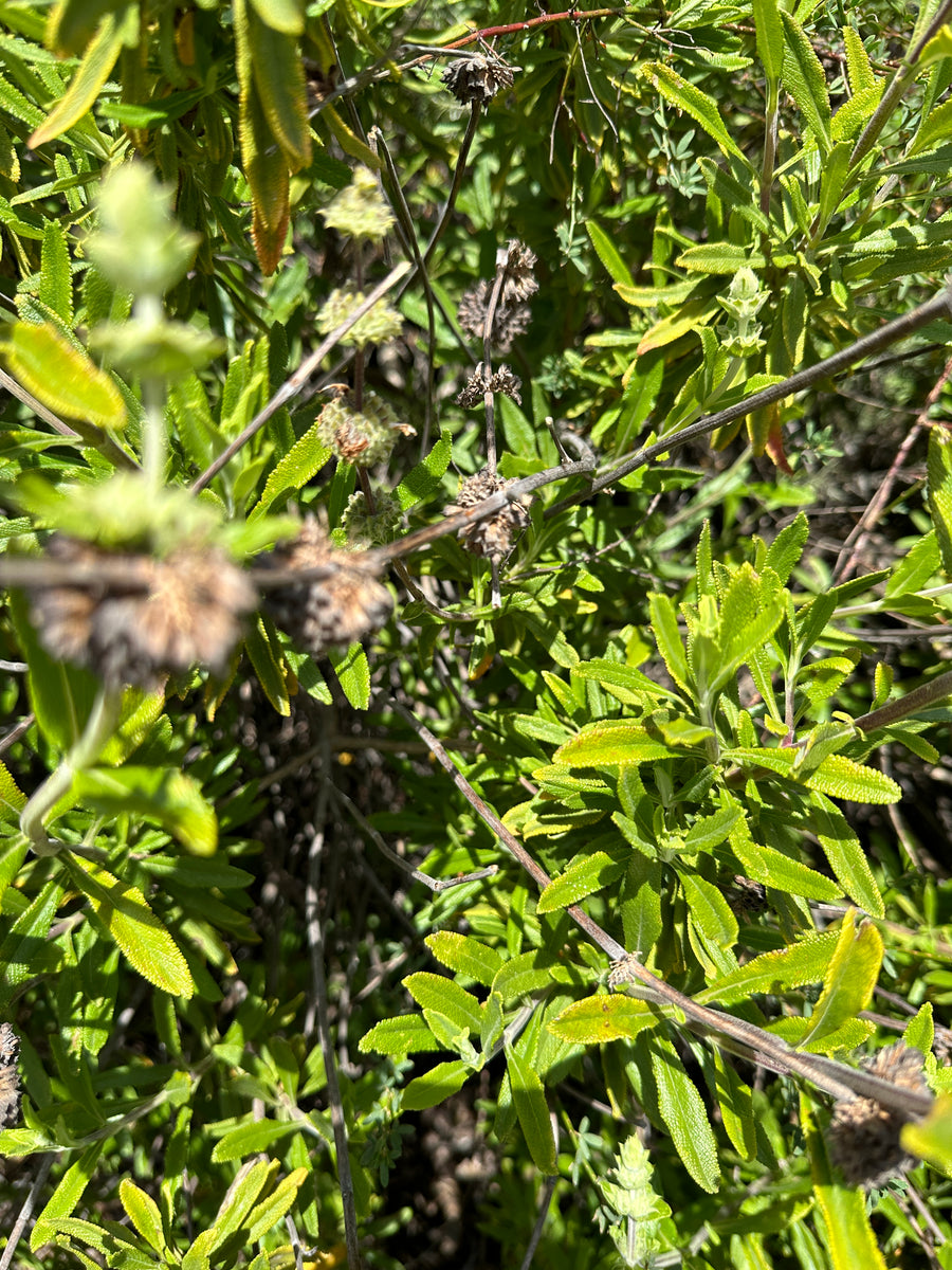 Black Sage Seeds, Wild. Open pollinated Salvia mellifera – Wild Veil