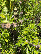 Black Sage Seeds, Wild. Open pollinated Salvia mellifera