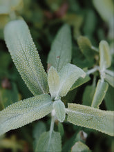 Load image into Gallery viewer, Sage Scrub. Natural perfume fixative. Homegrown white, baja, and black sages and chaparral.