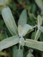 Sage Scrub. Natural perfume fixative. Homegrown white, baja, and black sages and chaparral.