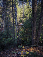 Log Cabin in the Woods. natural perfume. wood smoke rises above the tree tops in the spruce-fir forest. autumn is here. December 2022
