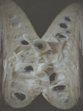 Load image into Gallery viewer, Culture Veil ☽•☾ Hidden Cabinet. April 2026