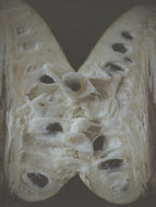 Culture Veil ☽•☾ Hidden Cabinet. April 2026