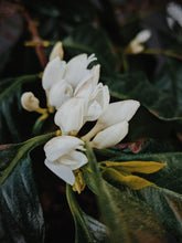 Load image into Gallery viewer, Coffee Flower Enfleurage 2025. The moment before the bean exists: a white bloom holding sunlight, nectar, and the memory of warmth yet to come.