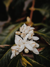 Load image into Gallery viewer, Coffee Flower Enfleurage 2025. The moment before the bean exists: a white bloom holding sunlight, nectar, and the memory of warmth yet to come.