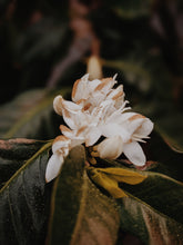 Load image into Gallery viewer, Coffee Flower Enfleurage 2025. The moment before the bean exists: a white bloom holding sunlight, nectar, and the memory of warmth yet to come.