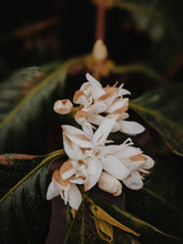 Load image into Gallery viewer, Coffee Flower Enfleurage 2025. The moment before the bean exists: a white bloom holding sunlight, nectar, and the memory of warmth yet to come.