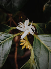 Load image into Gallery viewer, Coffee Flower Enfleurage 2025. The moment before the bean exists: a white bloom holding sunlight, nectar, and the memory of warmth yet to come.
