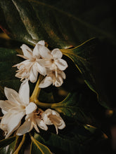 Load image into Gallery viewer, Coffee Flower Enfleurage 2025. The moment before the bean exists: a white bloom holding sunlight, nectar, and the memory of warmth yet to come.