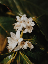 Load image into Gallery viewer, Coffee Flower Enfleurage 2025. The moment before the bean exists: a white bloom holding sunlight, nectar, and the memory of warmth yet to come.