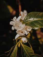 Load image into Gallery viewer, Coffee Flower Enfleurage 2025. The moment before the bean exists: a white bloom holding sunlight, nectar, and the memory of warmth yet to come.