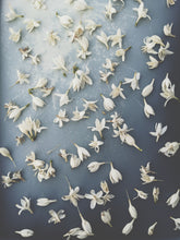 Load image into Gallery viewer, Coffee Flower Enfleurage 2025. The moment before the bean exists: a white bloom holding sunlight, nectar, and the memory of warmth yet to come.